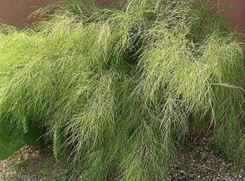 Bone Grass Sambau Type Plant That Stock Photo 2316250677