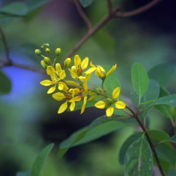 Flowers Archives - Austin Native Landscaping