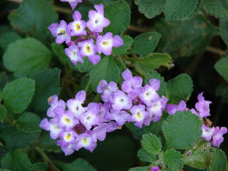 Trailing Lantana – Austin Native Landscaping