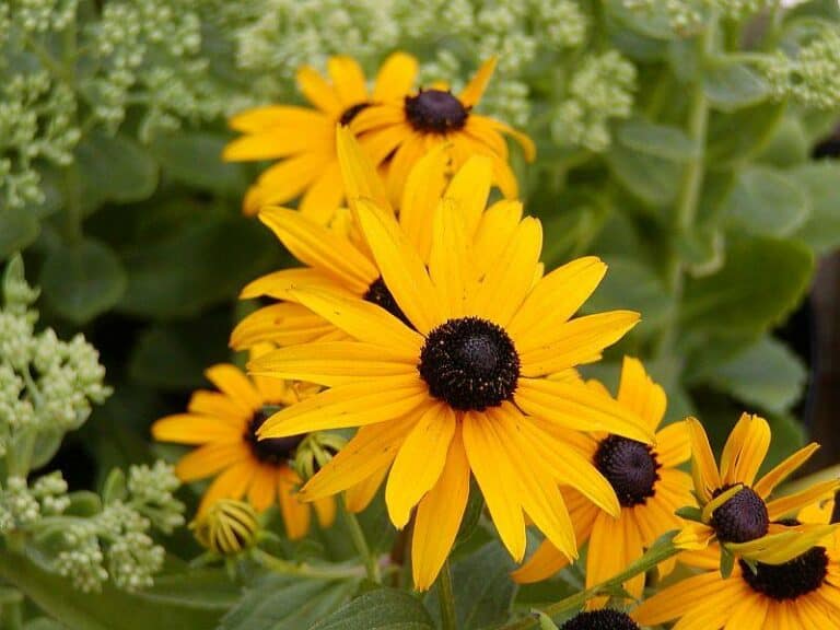 Black-eyed Susan