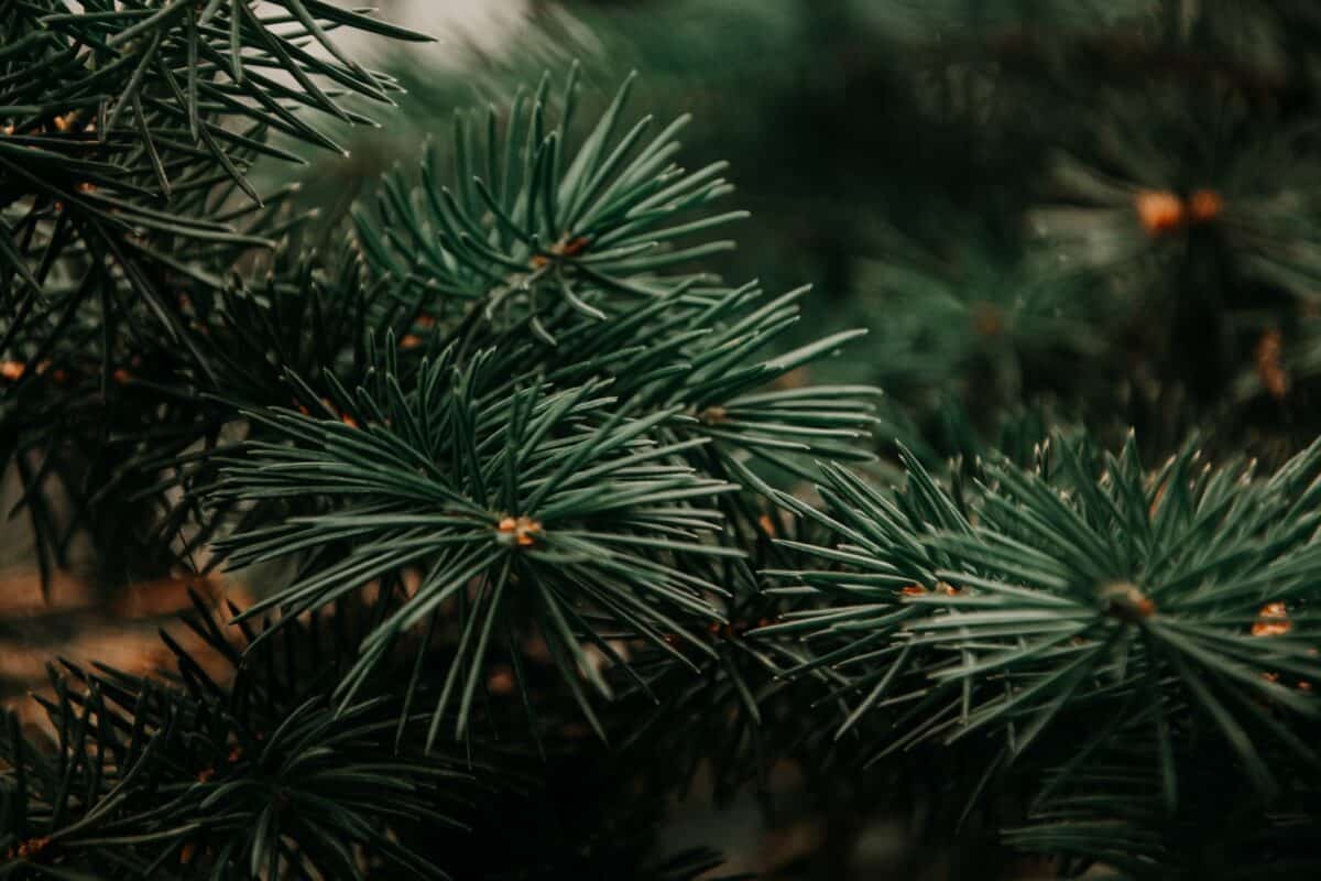 green leafed plants