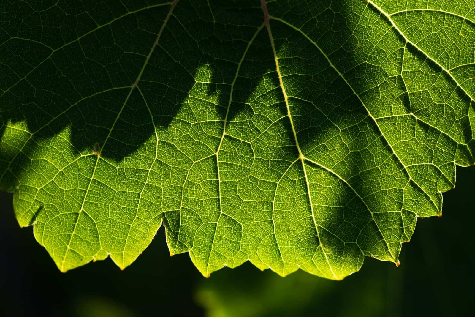 green leaf